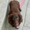Scout