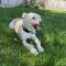 Ollie (bonded with Abby)