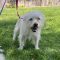 Abby (Bonded with Ollie)