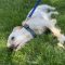 Ollie (bonded with Abby)
