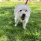 Abby (Bonded with Ollie)