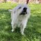 Abby (Bonded with Ollie)