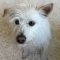 Ollie (bonded with Abby)