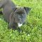 Willow