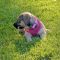 Trixie